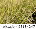収穫間際の稲穂 95134247