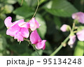 スイトピー 95134248