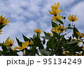 空に向かって咲くキクイモ 95134249