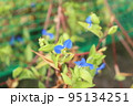 ツユクサの花 95134251