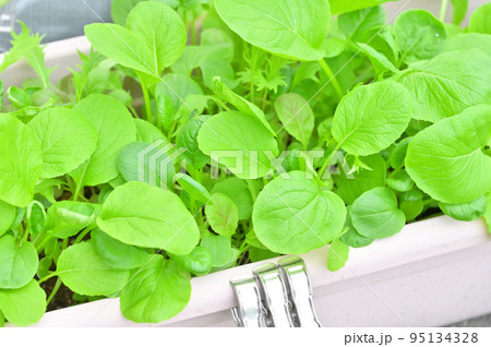 家庭菜園、屋外ガーデニング、野菜栽培のベビーリーフ。発芽、いろいろ。 95134328