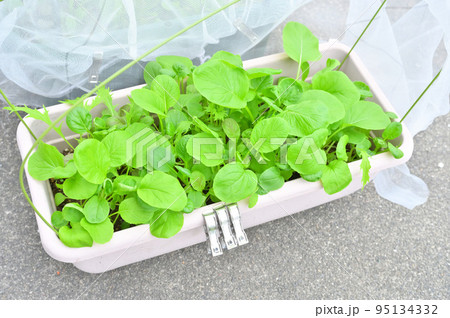 家庭菜園、屋外ガーデニング、野菜栽培のベビーリーフ。発芽、いろいろ。 家庭菜園、屋外ガーデニング、野菜栽培のベビーリーフ。発芽、いろいろ。 95134332