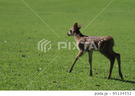 奈良公園の子鹿 95134552