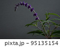 切り花にしたアメジストセージ 95135154