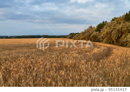 Wheat field detail 95135417