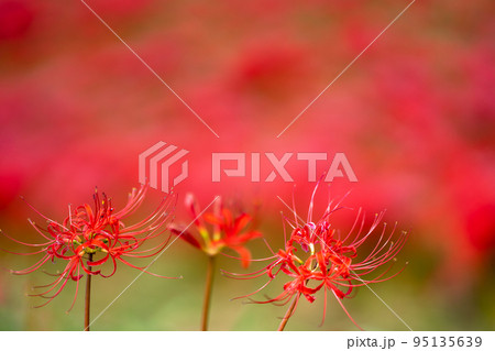 愛知県半田市　童話ごんぎつねの里として知られる矢勝川沿いの彼岸花の群生地 95135639