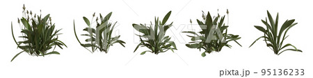 Set of weeds bushes isolated on white. Ribwort plantain. Plantago lanceolata. 3D illustration 95136233
