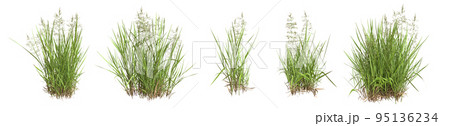 Set of grass bushes isolated on white. Creeping Bentgrass. Agrostis stolonifera. 3D illustration 95136234