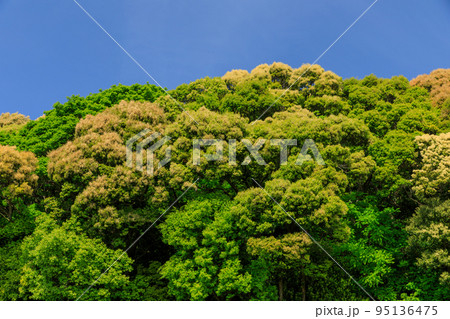 新緑の森のイメージ 95136475