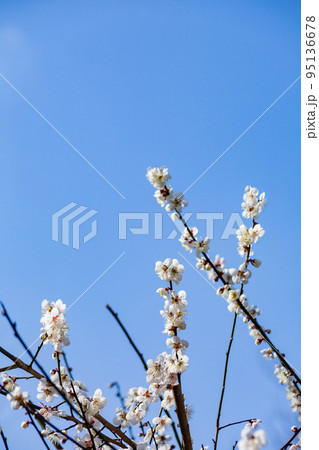 藤川天神の白梅 95136678