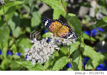 革堂（行願寺）ツマグロヒョウモン 95136791