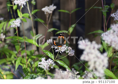 革堂（行願寺）アカタテハ 95137100