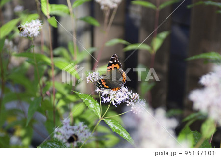 革堂（行願寺）アカタテハ 95137101