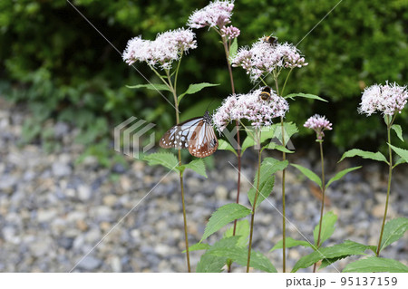 革堂（行願寺）アサギマダラ 95137159