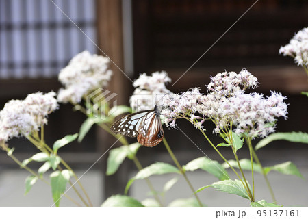 革堂（行願寺）アサギマダラ 95137161