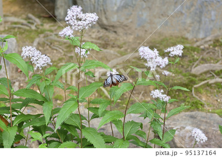 革堂（行願寺）アサギマダラ 95137164
