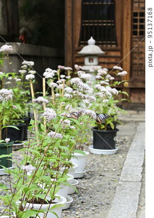 革堂（行願寺）アサギマダラ 95137168