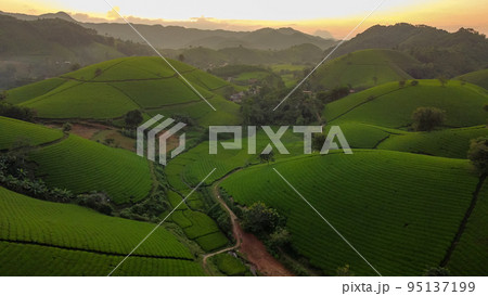 Beautiful tea hills, Farmers collecting tea agricultural fields at Vietnam Beautiful tea hills, Farmers collecting tea agricultural fields at Vietnam 95137199