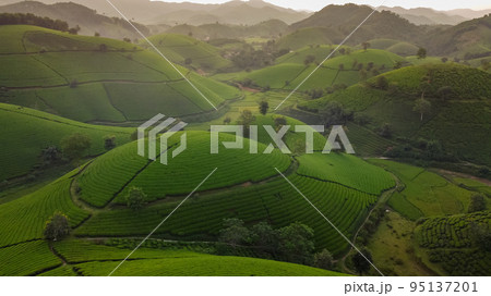 Beautiful tea hills, Farmers collecting tea agricultural fields at Vietnam 95137201