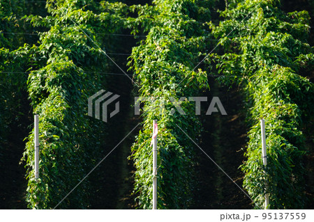 見事に整列した広大な長芋畑 見事に整列した広大な長芋畑 95137559