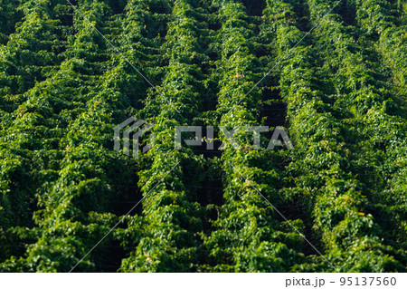 見事に整列した広大な長芋畑 95137560
