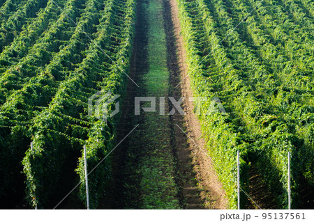 見事に整列した広大な長芋畑 95137561