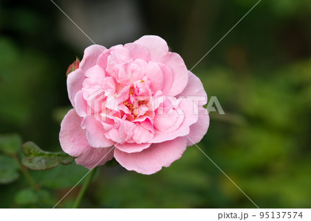Colorful, beautiful, delicate rose in the garden 95137574