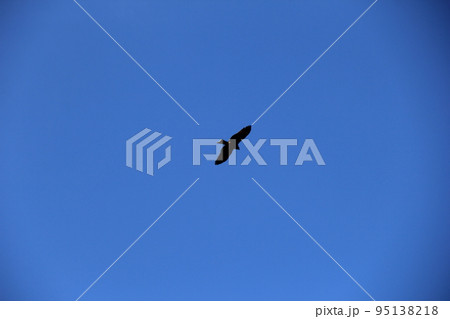 雲一つない青空を飛ぶ一羽の「トビ」 95138218