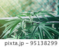 Cannabis plant close up. Dark green leafs.  95138299