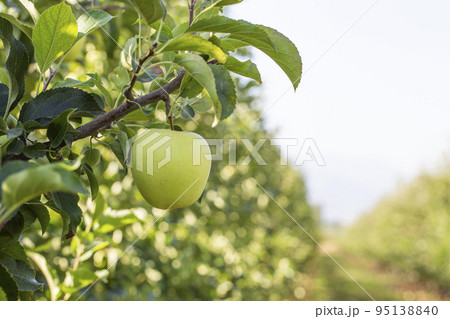 Apple orchard with ripe fruits. Apple orchard with ripe fruits. 95138840