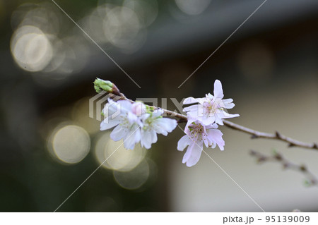 平野神社 十月桜 平野神社 十月桜 95139009