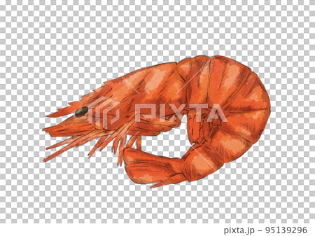 Illustration of boiled shrimp (watercolor style) 95139296