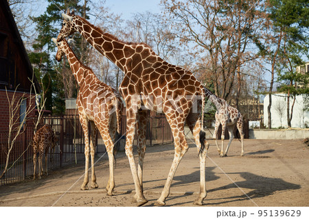 Giraffes walk in aviary at Zoo 95139629