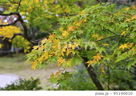 修学院離宮　秋 95140010