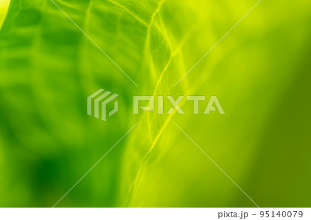 やわらかな春の光 95140079