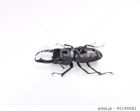 コクワガタ　クワガタムシ　夏休み　子供 95140081