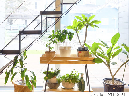 住宅の観用植物 95140171