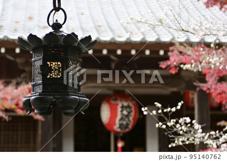 赤山禅院 寒桜と紅葉 赤山禅院 寒桜と紅葉 95140762