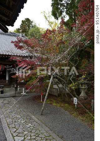 赤山禅院 寒桜と紅葉 赤山禅院 寒桜と紅葉 95140764