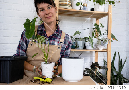 Transplanting a home plant Philodendron into a new pot. A woman plants a stalk with roots in a new soil. Caring and reproduction for a potted plant, hands close-up Transplanting a home plant Philodendron into a new pot. A woman plants a stalk with roots in a new soil. Caring and reproduction for a potted plant, hands close-up 95141350
