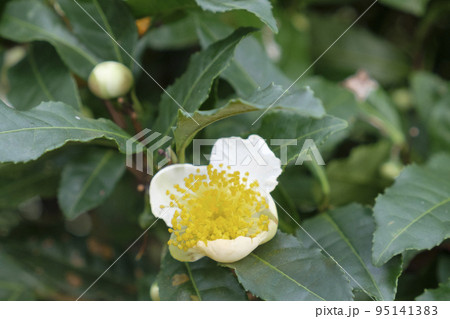 秋の茶園のお茶の花 95141383