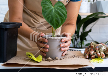 Transplanting a home plant Philodendron verrucosum into a pot. A woman plants a stalk with roots in a new soil. Caring for a potted plant, hands close-up Transplanting a home plant Philodendron verrucosum into a pot. A woman plants a stalk with roots in a new soil. Caring for a potted plant, hands close-up 95141398