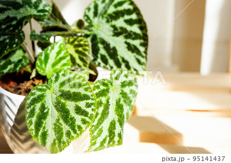 Home potted plant begonia decorative deciduous in the interior of the house. Hobbies in growing, caring for plants, greenhome, gardening at home. Home potted plant begonia decorative deciduous in the interior of the house. Hobbies in growing, caring for plants, greenhome, gardening at home. 95141437