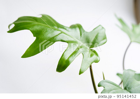 Philodendron Mayo in the interior of the house. Carved leaves of a houseplant in a pot. Care and cultivation of tropical plants, green house Philodendron Mayo in the interior of the house. Carved leaves of a houseplant in a pot. Care and cultivation of tropical plants, green house 95141452
