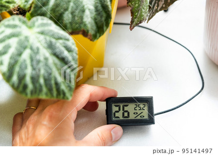 Humidity and temperature sensor for proper care of plants at home. Begonia decorative deciduous in the interior of the house. Hobbies in growing, caring for plants, greenhome, gardening at home. Humidity and temperature sensor for proper care of plants at home. Begonia decorative deciduous in the interior of the house. Hobbies in growing, caring for plants, greenhome, gardening at home. 95141497