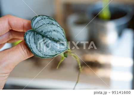The stalk of a domestic plant with roots for reproduction and planting with a pot with soil. Hobbies and care of potted plants, breeding business, cuttings The stalk of a domestic plant with roots for reproduction and planting with a pot with soil. Hobbies and care of potted plants, breeding business, cuttings 95141600