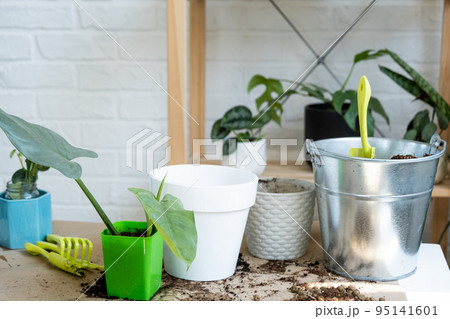 Transplanting a home plant into a new pot. Replanting philodendron, exotic plants, Caring and reproduction for a potted plant, hands close-up Transplanting a home plant into a new pot. Replanting philodendron, exotic plants, Caring and reproduction for a potted plant, hands close-up 95141601