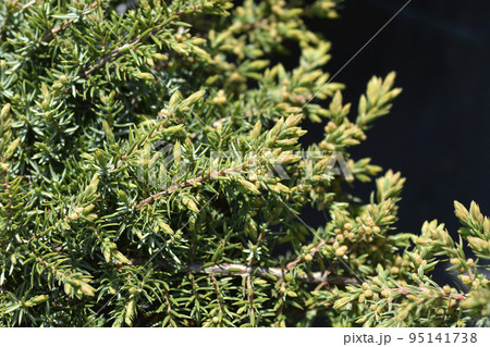 Juniper Green Carpet 95141738