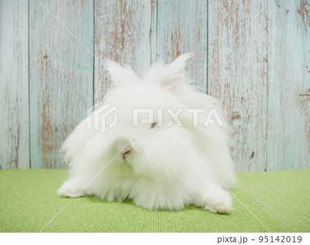 白い毛並みのライオンラビット 95142019