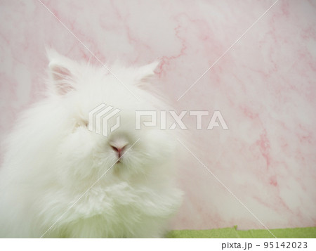 白い毛で覆われたライオンラビット 95142023
